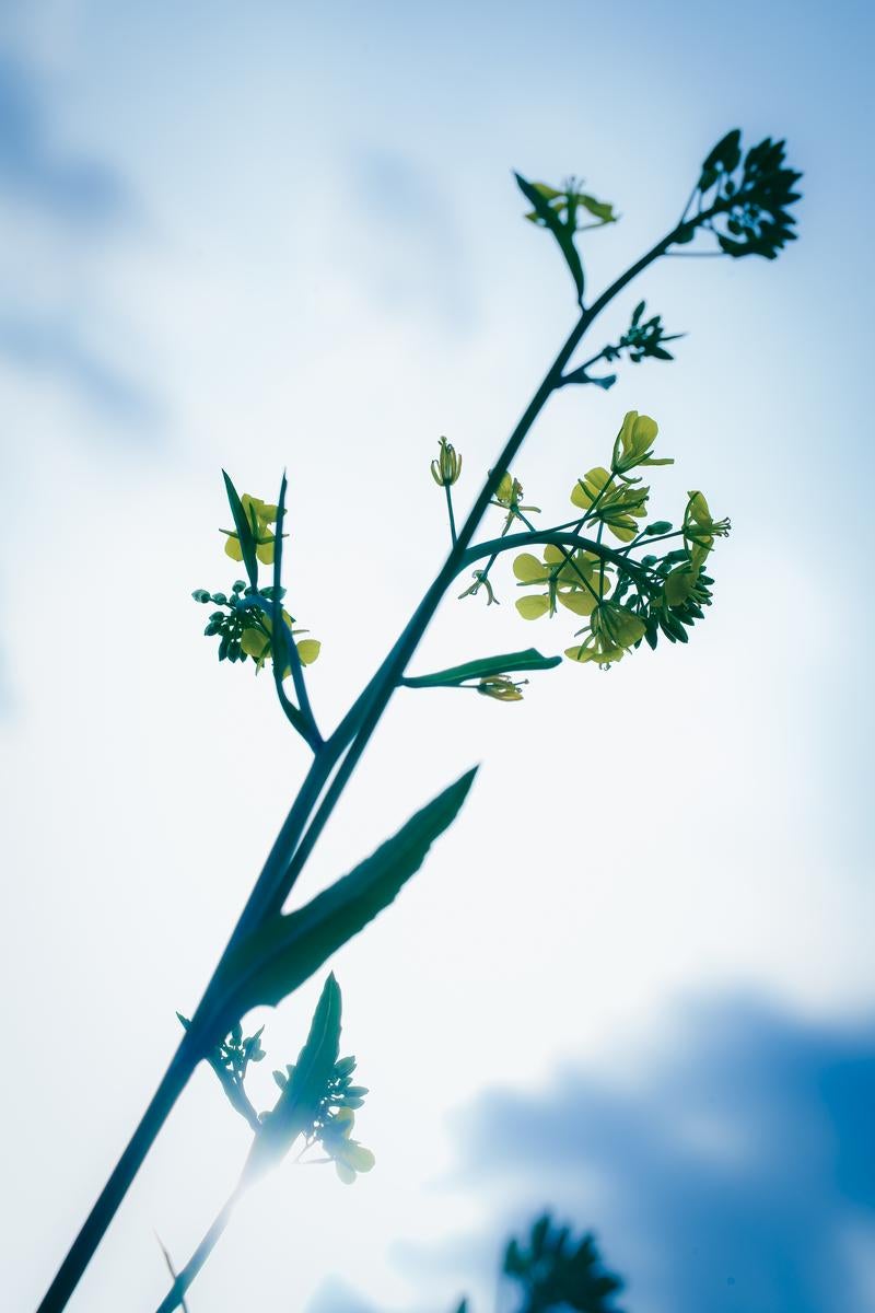 逆光で撮影された菜の花の写真