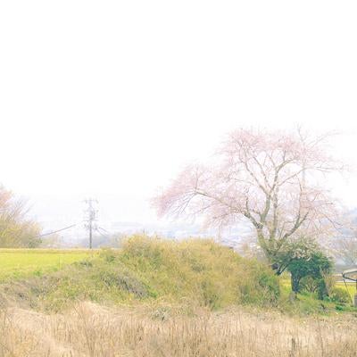 枯れ草の原っぱに佇む満開の桜と霞む里山の田園風景の写真