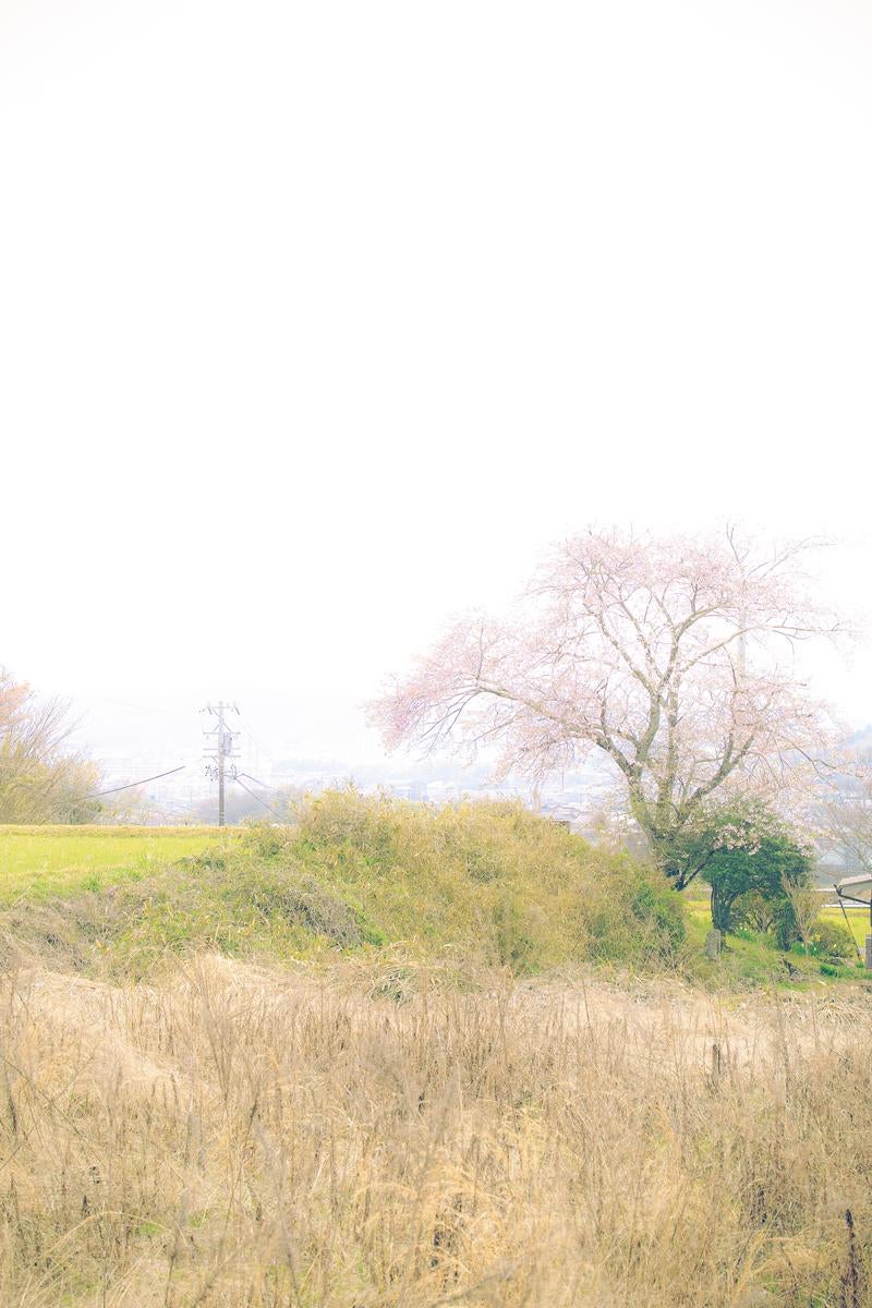 霞がかった里山を背景に、枯れ草の原っぱに満開の桜が一本立つ春の田園風景