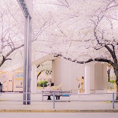 街角の桜並木で春を楽しむ人々のひとときの写真