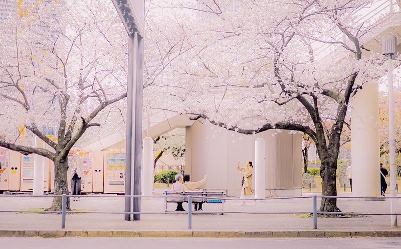 街角の桜並木で春を楽しむ人々のひとときの写真