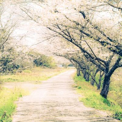 淡いピンクの桜並木が続く春の田舎道の写真