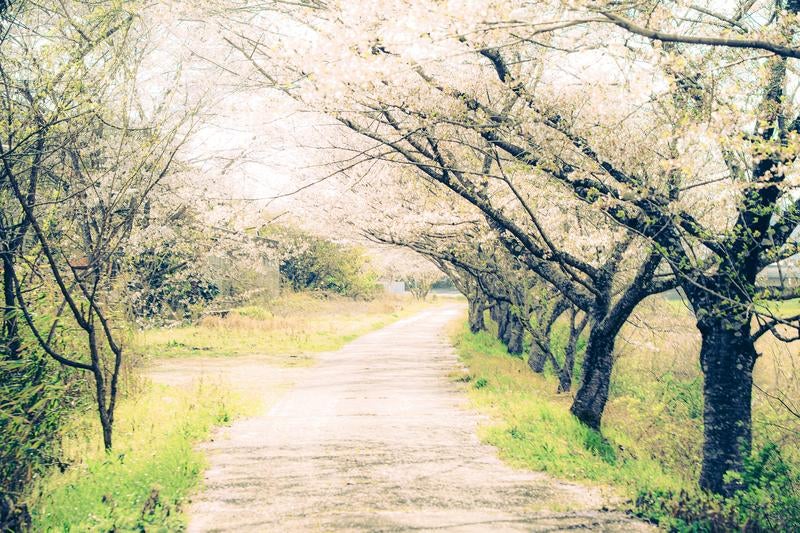 淡いピンクの桜並木が続く春の田舎道