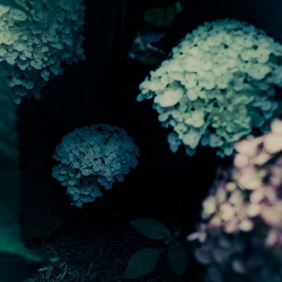 暗がりの中で咲く数房の紫陽花の素材