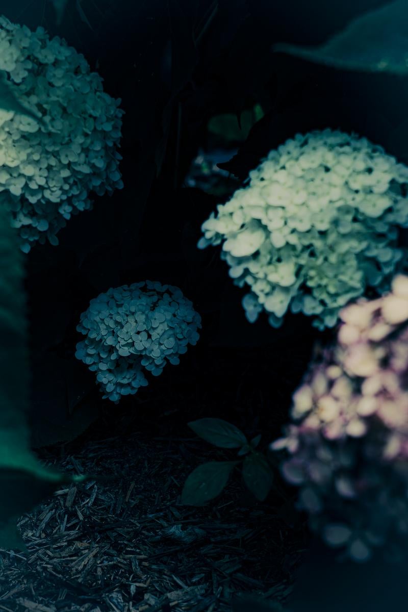 暗がりの中で咲く数房の紫陽花の写真