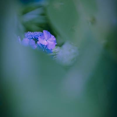 青紫のきらめき ―― 紫陽花の静寂の写真
