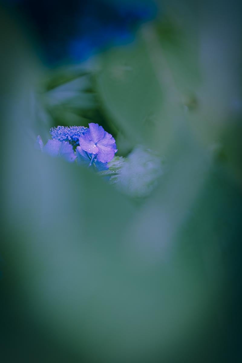 青紫のきらめき ―― 紫陽花の静寂の写真