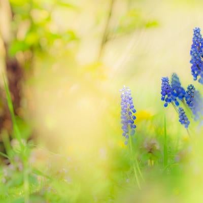 春の光に包まれて咲くムスカリの青い花の素材