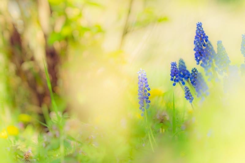 春の光に包まれて咲くムスカリの青い花の写真