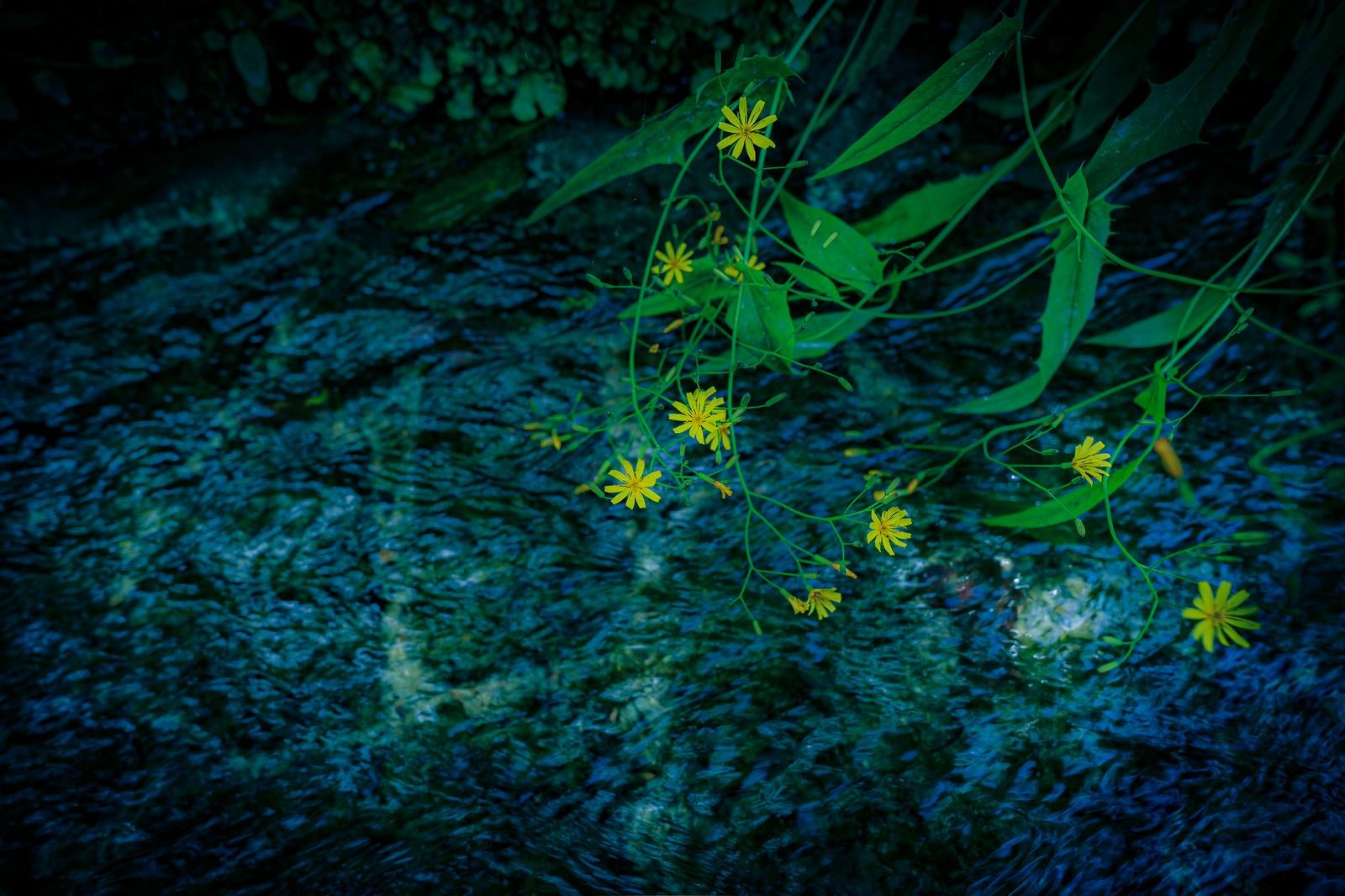 「清流にそっと垂れた初夏のタビラコ」の写真