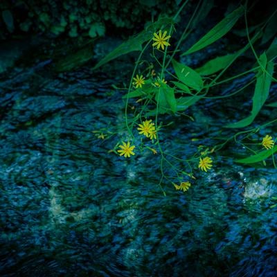 清流にそっと垂れた初夏のタビラコの写真