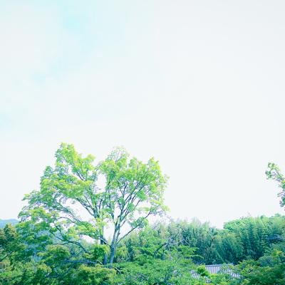 新緑の季節に大きく枝を広げた一本の大樹と青空の写真