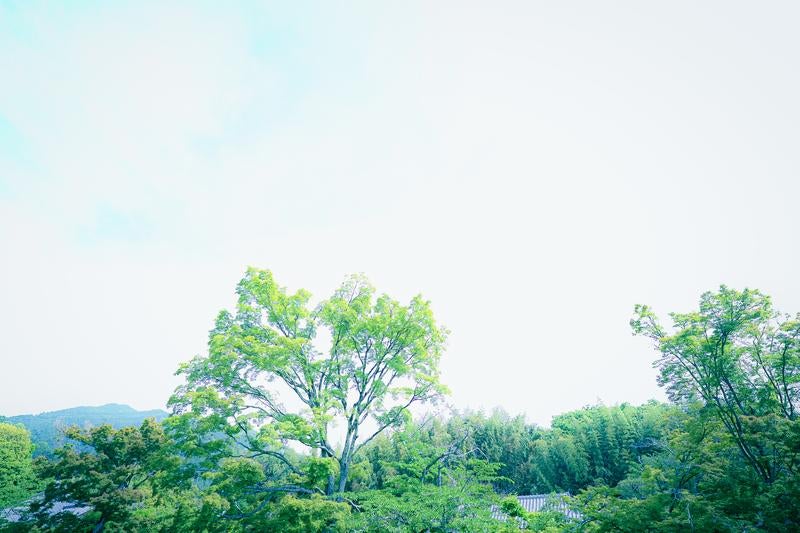 ゆっくり動いてみえる大きく枝を広げた一本の樹木の写真