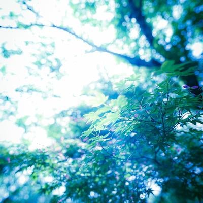 柔らかな光に包まれた青もみじの素材