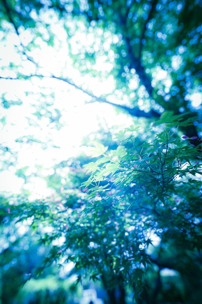 柔らかな光に包まれた青もみじの写真