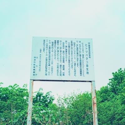 瑞浪市ヒトツバタゴについての看板の写真