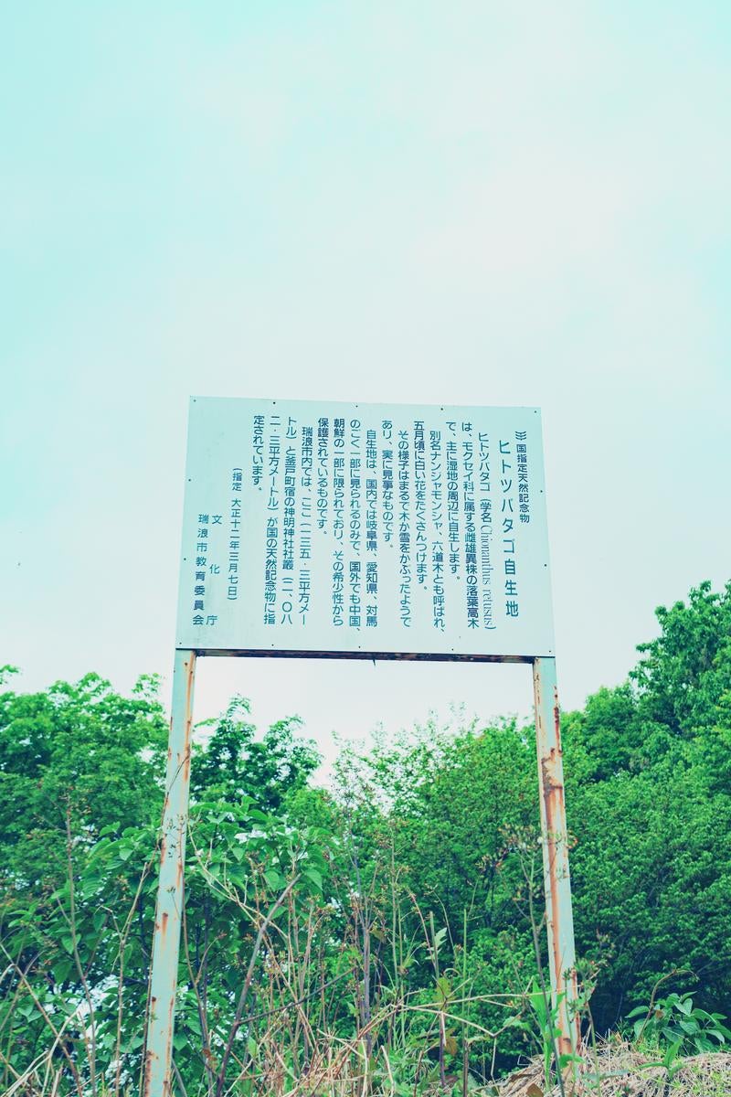 「瑞浪市ヒトツバタゴについての看板」の写真