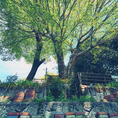 瀬戸市焼き物街道の大きな木の素材