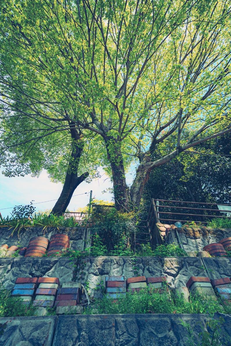 瀬戸市焼き物街道の大きな木の写真