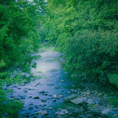 深緑の新緑に包まれた石ころが散らばる清らかな渓流の写真