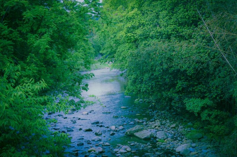 深緑に包まれた癒しの渓流の写真