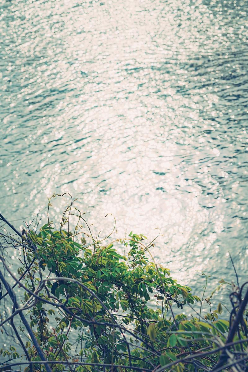 水面にきらめく午後の陽ざしと若葉のささやきの写真