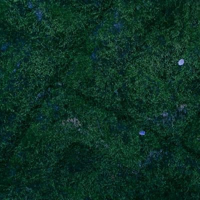 深い緑の苔に落ちた花びらの写真