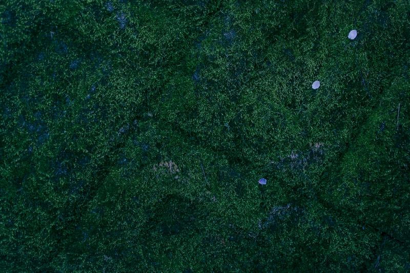 深い緑の苔に落ちた花びらの写真