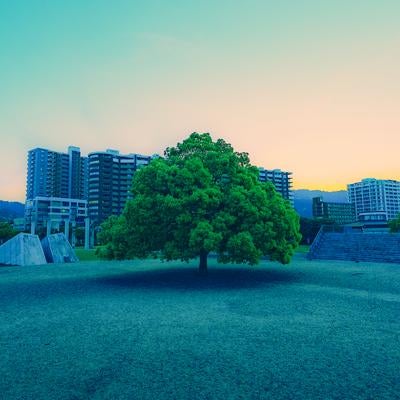 都市のビル群を背景と一本の大きな樹木の写真