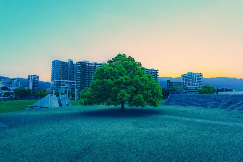 都市のビル群を背景と一本の大きな樹木の写真