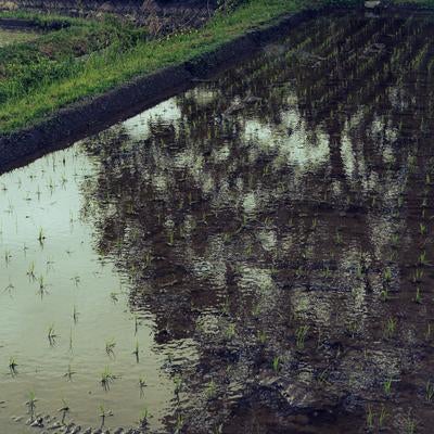 田植えを終えたばかりの水田の写真