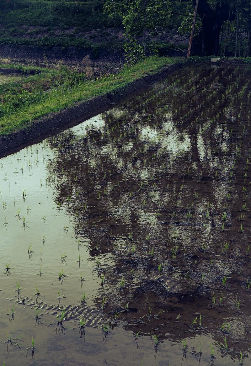 田植えを終えたばかりの水田の写真