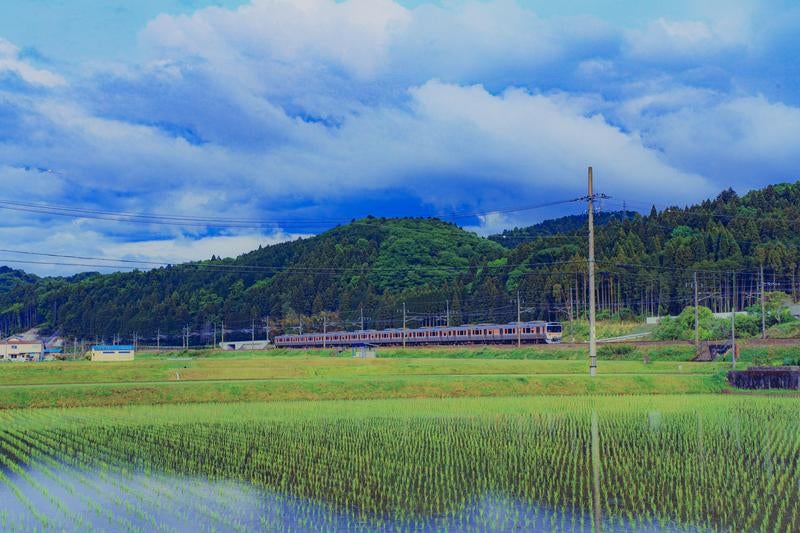田植え後の水田と鉄道の写真
