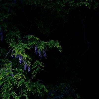 浮かび上がる淡紫色の藤の花の写真