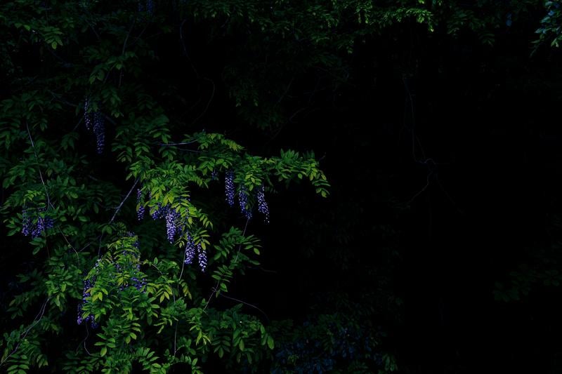 浮かび上がる淡紫色の藤の花の写真