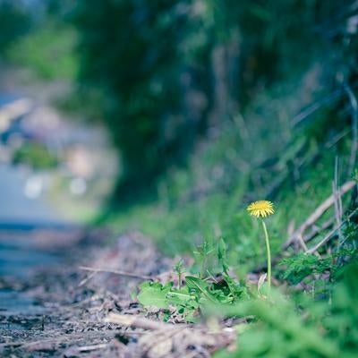 道端の雑草の中に咲く一輪のたんぽぽの写真