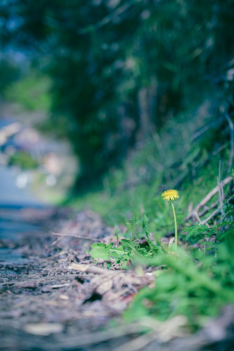 「道端の雑草の中に咲く一輪のたんぽぽ」の写真