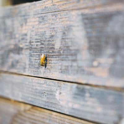 養蜂箱に止まる一匹のミツバチの写真