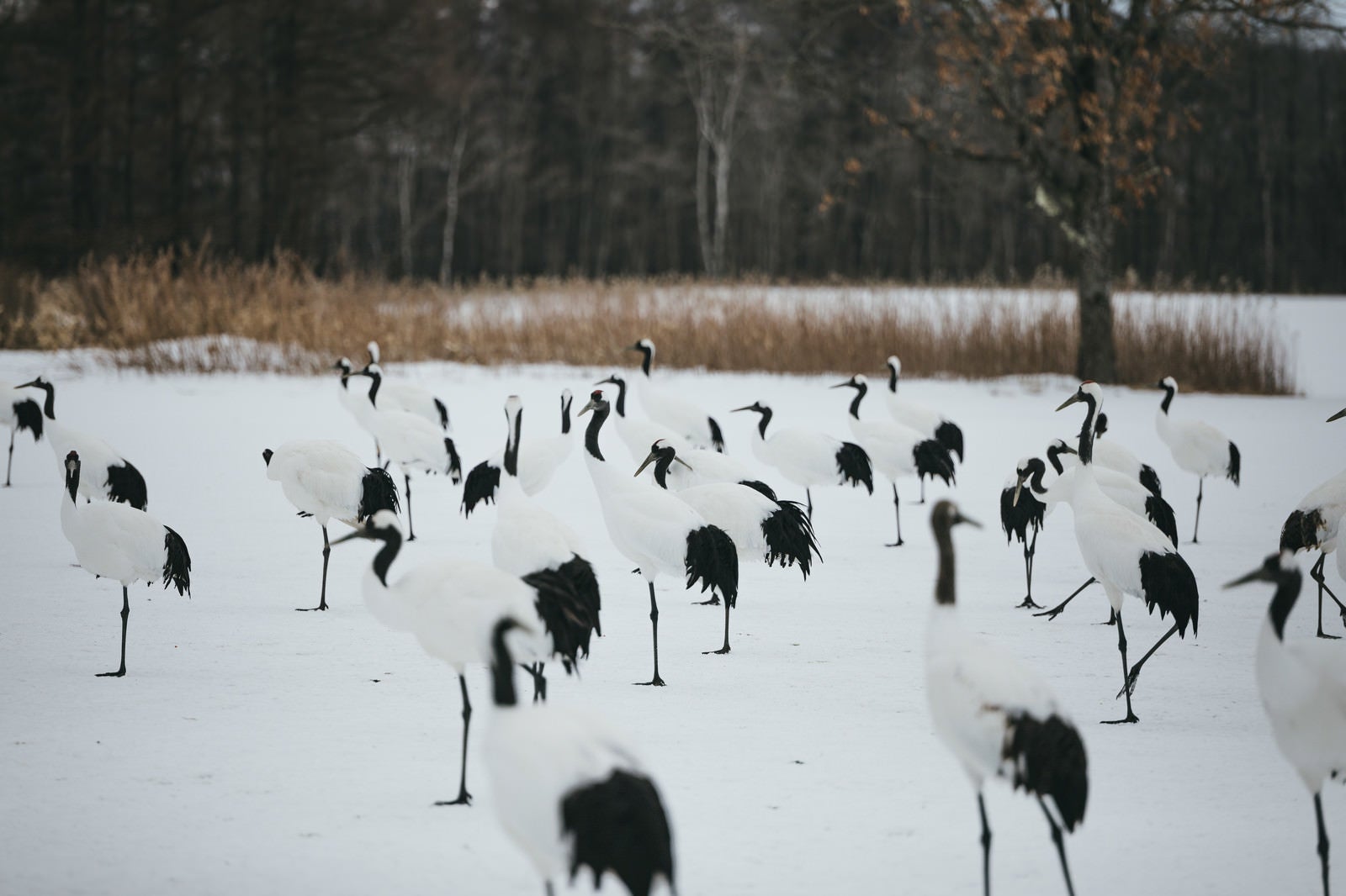 「阿寒国際ツルセンターで群れる鶴」の写真