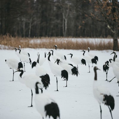 阿寒国際ツルセンターで群れる鶴の写真