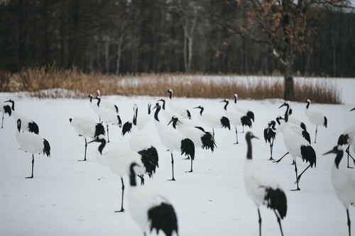 阿寒国際ツルセンターで群れる鶴の写真