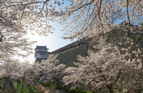 桜彩る津山城跡備中櫓の写真