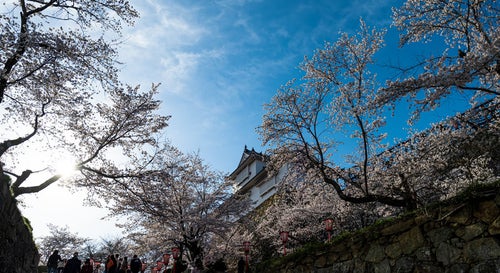 津山城備中櫓（鶴山公園）と花見客の写真