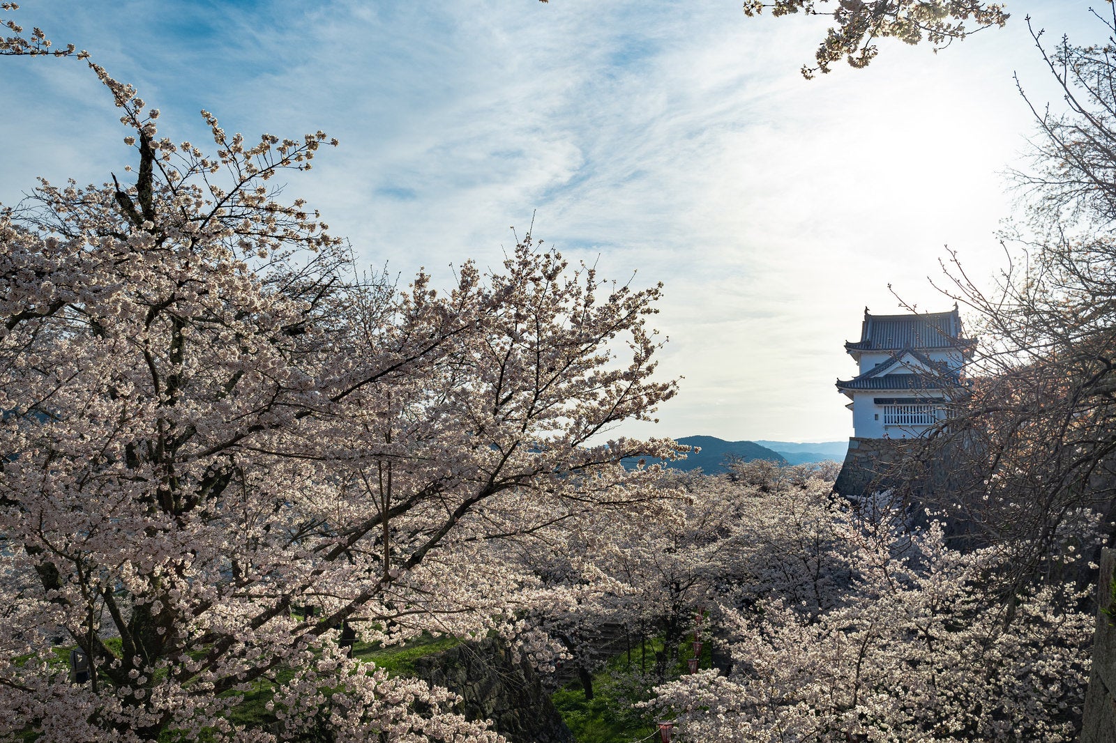 「津山城と桜の美」の写真