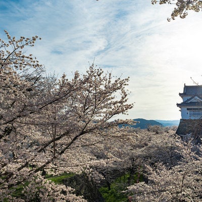 津山城と桜の美の写真