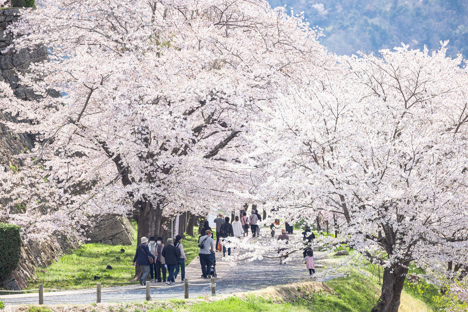 「津山城の満開に咲く桜並木」の写真