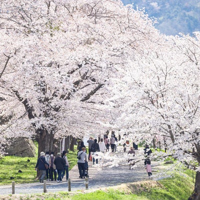津山城の満開に咲く桜並木の写真