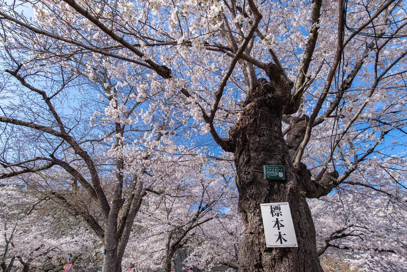 津山城（鶴山公園）さくらの開花を知らせる「標本木」の写真