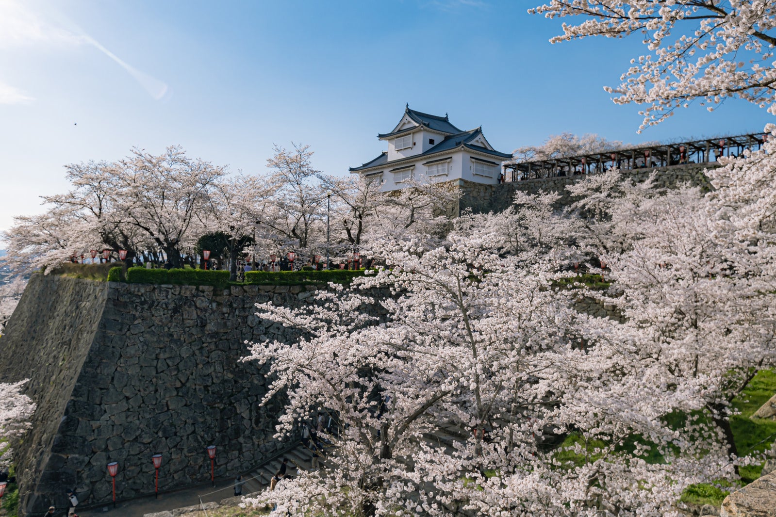 「津山城の桜シーズン」の写真