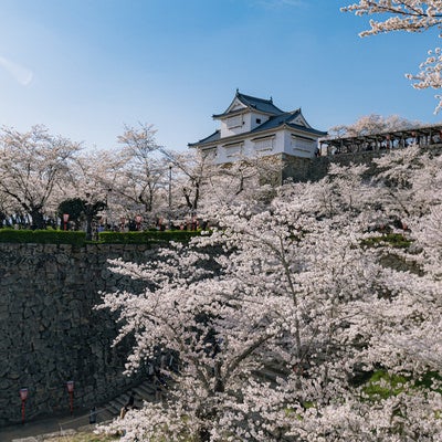 津山城の桜シーズンの写真